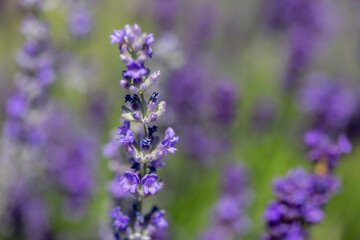 Spring lavender flowers under sunlight. Lilac flowers close up. Beautiful landscape of nature with a panoramic view. Hi spring. long banner