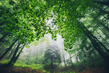 Big green tree and leaves in a beautiful nature at morning in the misty spring forest with sunshine.