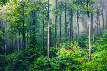 Fototapeta na wymiar Beautiful nature at morning in the misty spring forest with sun