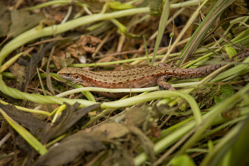 Lizard in a weed foliage.