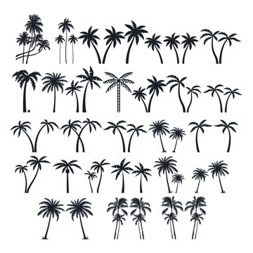 Palm trees silhouette collection