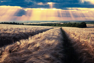 Ripe barley field in ukrainian agricultural land during sunset. Incredible sunlight with rays and clouds on background. Rural scene in summer Ukraine, Europe