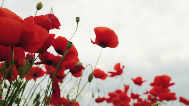 The wind sways red and beautiful poppy flower. Red flower and red petals. Close up footage of poppy flowers. Poppy heads.