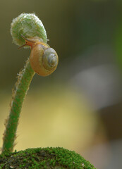 Snails are climbing on the top of green shoot fern