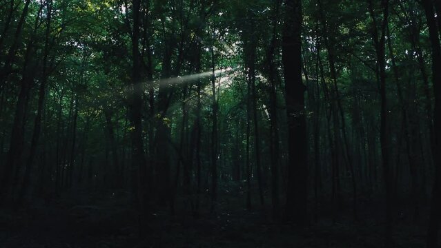 Cinematic light breaking through tree branches in the wood. Beautiful light in the dark forest.