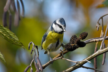 Eurasian blue tit // Blaumeise (Cyanistes caeruleus)