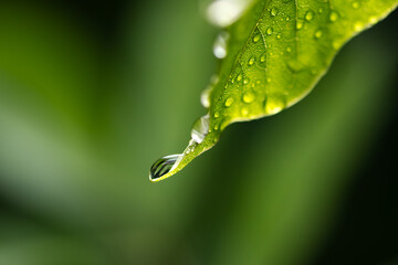 Closeup shot of a water drops on green leaf. Rain in rainforest leaves. Nature concept background