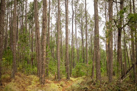 bosque de pinos