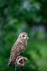 Long-eared owl (Strix nebulosa) sitting on a pole
