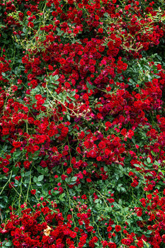 A dense hedge of blooming red roses. Landscaping. Close-up. Vertkial.