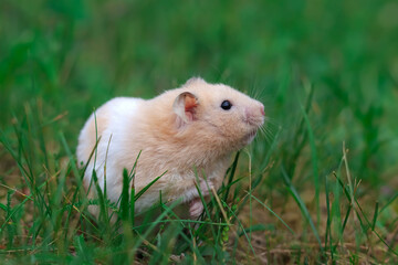 Cute fluffy hamster in green grass close up