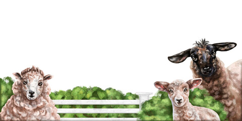 Horizontal frame with a composition of sheep and a lamb in a pen. Farm animals graze among bushes and haystacks. Digital illustration on a white background. Template for design, postcards, posters © Helenika