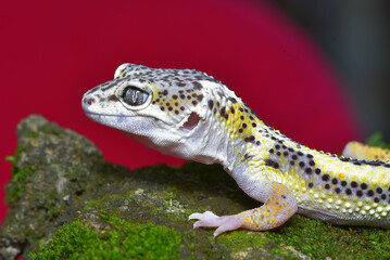 Close up of the leopard gecko or common leopard gecko, Eublepharis macularius is a ground dwelling lizard native to the rocky dry grassland and desert regions 
