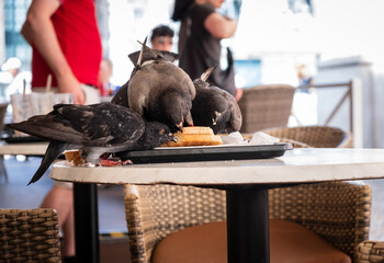 Tauben essen ein von menschen liegen gelassenes Sandwich auf der Terasse eines Restaurants, Lissabon, Portugal