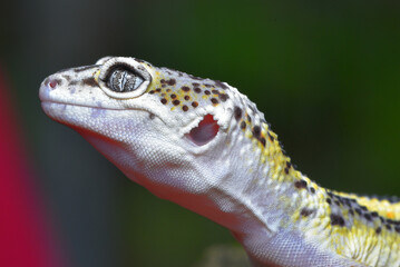 Close up of the leopard gecko or common leopard gecko, Eublepharis macularius is a ground dwelling lizard native to the rocky dry grassland and desert regions 