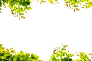 Green thee brunch on a transparent isolated background. Frame from brunch. Set of decorative borders with green branches, png