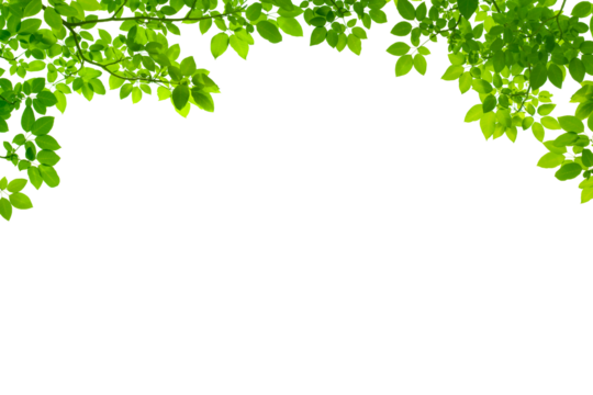 Green thee brunch on a transparent isolated background. Frame from brunch. Set of decorative borders with green branches, png