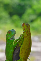 Close up photo of Green Iguana, Iguana iguana relaxing waiting for prey on a yellow flower