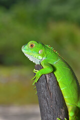 Close up photo of Green Iguana, Iguana iguana relaxing waiting for prey on a yellow flower