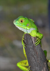 Close up photo of Green Iguana, Iguana iguana relaxing waiting for prey on a yellow flower