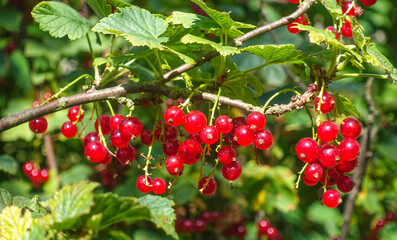 Branch with ripe berries of red currant close-up