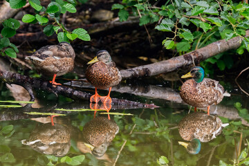 Group of mallard ducks resting on old wood. With a reflection in a calm water surface. Genus Anas platyrhynchos