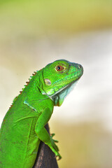 Close up photo of Green Iguana, Iguana iguana relaxing waiting for prey on a yellow flower