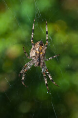 Araneus diadematus Garden Spider
