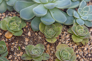 Greenovia hierro slowers family in pot. Crassula flower is a type of succulent. Growing a cactus plant at home. Floriculture. Green leaves natural background. Flora