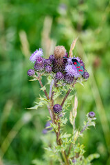 A six spot Burnet moth resting on a thistle at Beachy Head, East Sussex in England