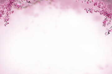 Sakura spring cherry blossom flowers on a tree branch isolated. Branch overlay. Pink white flower on transparent background.