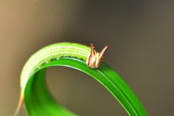Green caterpillar on grass leaves