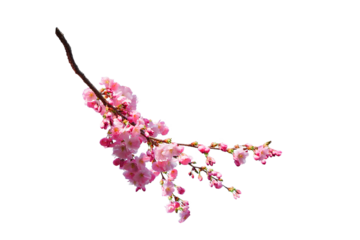 Sakura spring cherry blossom flowers on a tree branch isolated. Branch overlay. Pink white flower on transparent background.