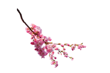 Foto op Plexiglas Sakura spring cherry blossom flowers on a tree branch isolated. Branch overlay. Pink white flower on transparent background. © Daria