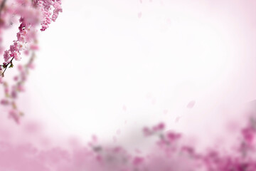 Sakura spring cherry blossom flowers on a tree branch isolated. Branch overlay. Pink white flower on transparent background.