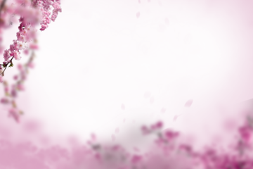 Sakura spring cherry blossom flowers on a tree branch isolated. Branch overlay. Pink white flower on transparent background.