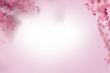 Sakura spring cherry blossom flowers on a tree branch isolated. Branch overlay. Pink white flower on transparent background.
