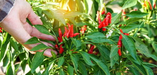 Woman worker picking a lots of fresh organic red chilli pepper in vegetable garden, farmer producer...