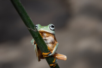 Close up Funny action of the green tree frog Rhacophorus reinwardtii