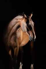 Fototapeta na wymiar Portrait of bay dressage horse 