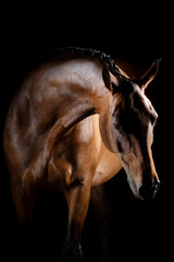 Portrait of dressage horse in black