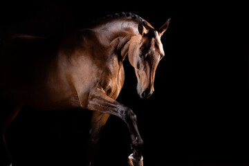Fototapeta na wymiar Portrait of horse lifting his leg