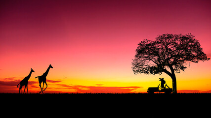 Amazing sunset and sunrise.Panorama silhouette tree in africa with sunset. dramatic sunrise.Safari.