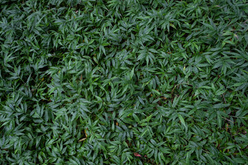 Beautiful green color leaf in peace forest tropical spring nature tree pattern background wallpaper, summer organic environment in jungle concept fresh ecology clean flower grass bush botanical