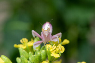 Obraz premium Close up of Orchid Mantis, Hymenopus coronatus on a yellow flower