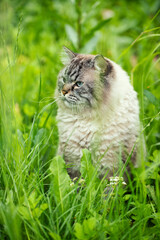 Naklejka na ściany i meble Siberian cat in a grass outdoors
