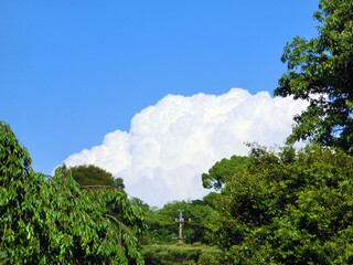 木々から覗くもこもこの雲