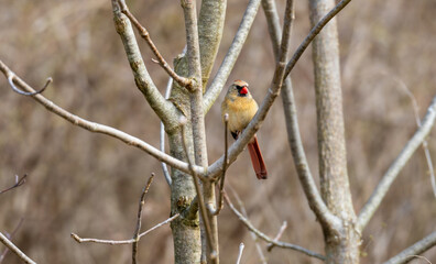 Cardinal on branch