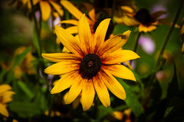 Rudbeckia hirta, commonly called black-eyed Susan, it is a member of the sunflower family and is related to other popular garden flowers such as coneflowers, sunflowers, and cosmos.