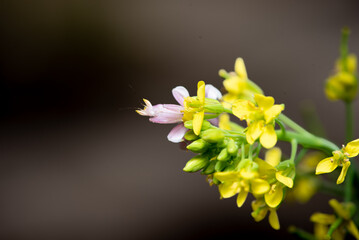 Close up of Orchid Mantis, Hymenopus coronatus on a yellow flower
